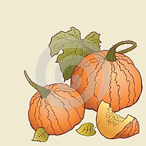 Vector image of drawn ripe pumpkins