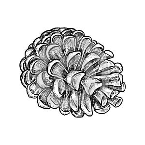 Vector image of evergreen tree cone. Seed sketch
