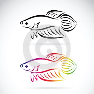 Vector image of a fighting fish design on a white background.