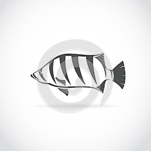 Vector image of an fish (Siamese tiger fish)