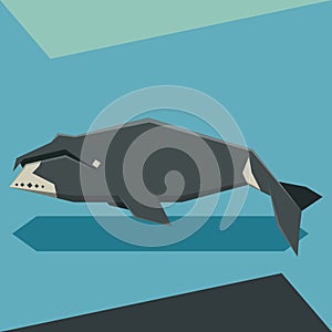 Flat design Bowhead whale photo