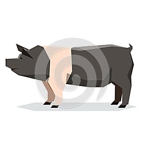 Flat geometric Hampshire pig