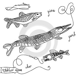 Vector image of freshwater fish