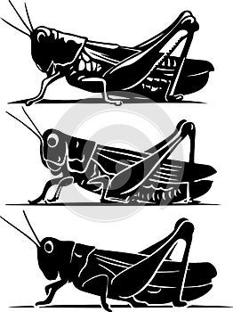 A vector image of a grasshopper silhouette