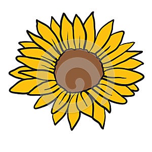 Vector image of hand drawn sunflowers