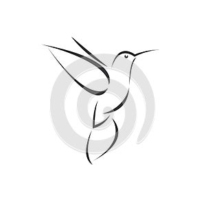 Vector image hummingbird design on white background. icon symbol. Illustrator. Black and White