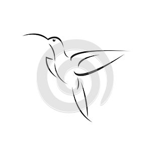 Vector image hummingbird design on white background. icon symbol. Illustrator. Black and White