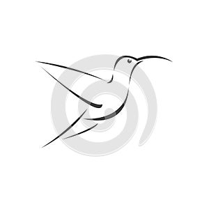 Vector image hummingbird design on white background. icon symbol. Illustrator. Black and White