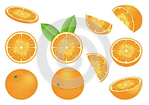 Vector image with isolated oranges