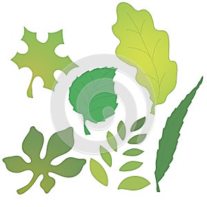 Vector image of leaves