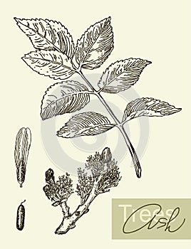 Vector image of leaves, flowers and fruits of ash.