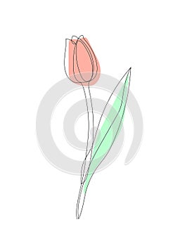 Vector image of the one pink, red tulip isolated on the white background. One line art, single line art.