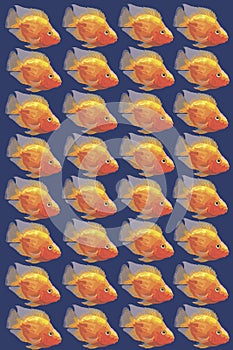 Vector image Orange aquarium fish parrot