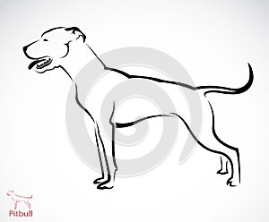 Vector image of an pitbull dog