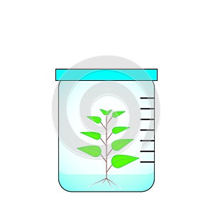 Vector image of plant in vitro culture in glass jar.
