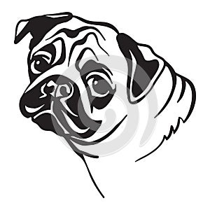 Vector image of pug dog on white background