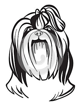 Vector image of Shih Tzu dog on white background