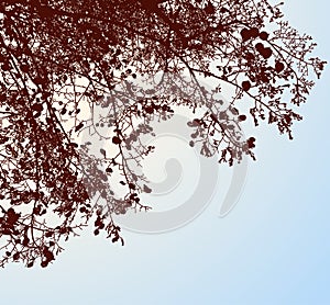 Vector image of silhouettes branches deciduous tree with autumn foliage aganst blue sunny sky