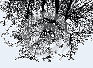 Vector image of silhouettes tree branches in cold sesaon
