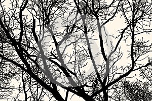 Vector image of silhouettes tree branches in winter forest