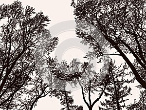 Vector image of silhouettes trees in woodland in cold season