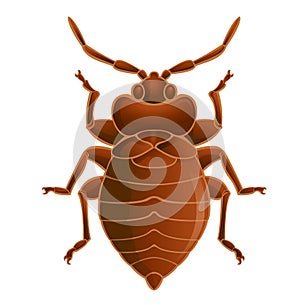 Bedbug photo