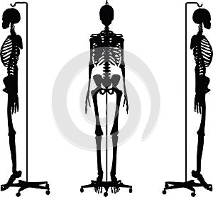 Vector Image - skeleton silhouette in default pose on white background