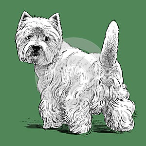 Vector image of sketch of a turned scottish terrier