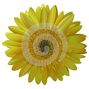 Vector image sunny bright yellow Barberton daisy (Gerbera jameso)