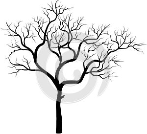 Vector image of the thee trunk with the branches isolated on the white background.