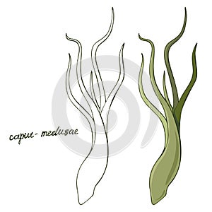 Vector image of Tillandsia caput medusae isolated on white background. Signature and hand drawing