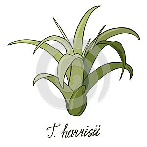 Vector image of Tillandsia harrisii isolated on white background. Signature and hand drawing