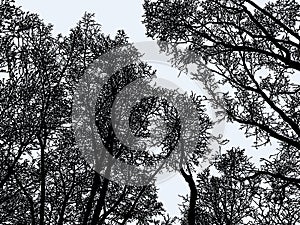 Vector image of trees silhouettes in the winter forest