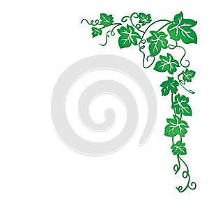 Vector image of a vine with leaves that are well suited