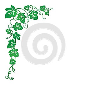 Vector image of a vine with leaves that are well suited for presentations, backgrounds, illustrations.