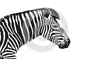 Vector image of an zebra head