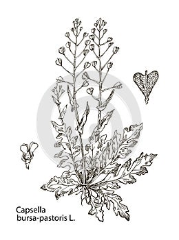 Vector images of medicinal plants. Detailed botanical illustration for your design. Capsella bursa-pastoris