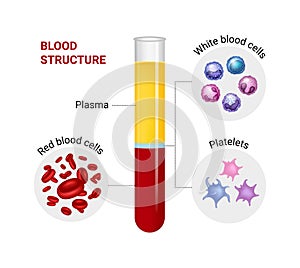 Vector infographic of blood structure