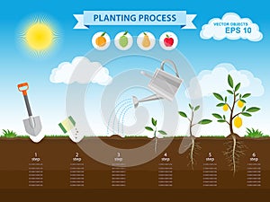 Vector infographic concept of planting process in flat design. How to grow tree from the seed in the garden easy step by step