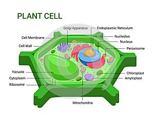 Vektor z rostlina buňka struktura 