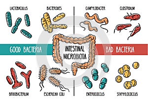Vector infographics of the human gut microbiota