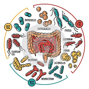 Vector infographics of the human gut microbiota