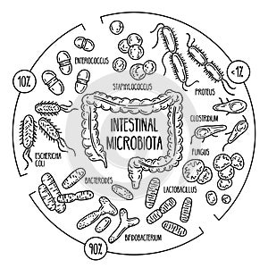 Vector infographics of the human gut microbiota