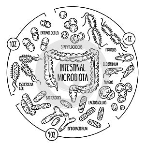 Vector infographics of the human gut microbiota photo