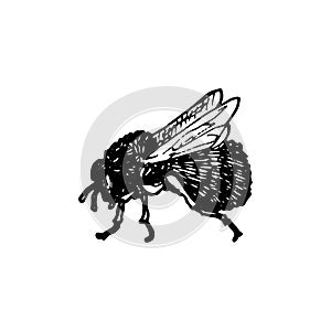 Vector ink drawing bee