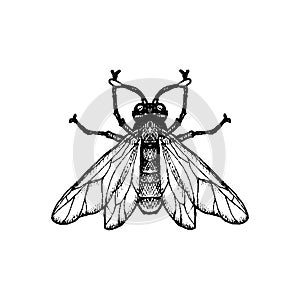 Vector ink drawing fly