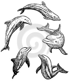 Vector ink hand drawn dolphin icon set