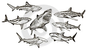 Vector ink hand drawn shark icon set