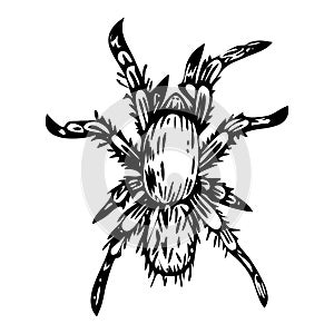 Vector ink illustration of spider