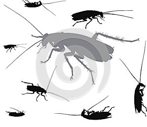 Vector insects collection